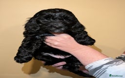 Cockapoo dogs for sale: Mixed coloured Cockapoo Puppies  - Image 7