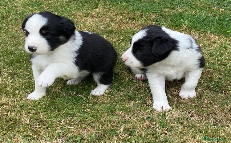 Border Collie dogs - Advert 11
