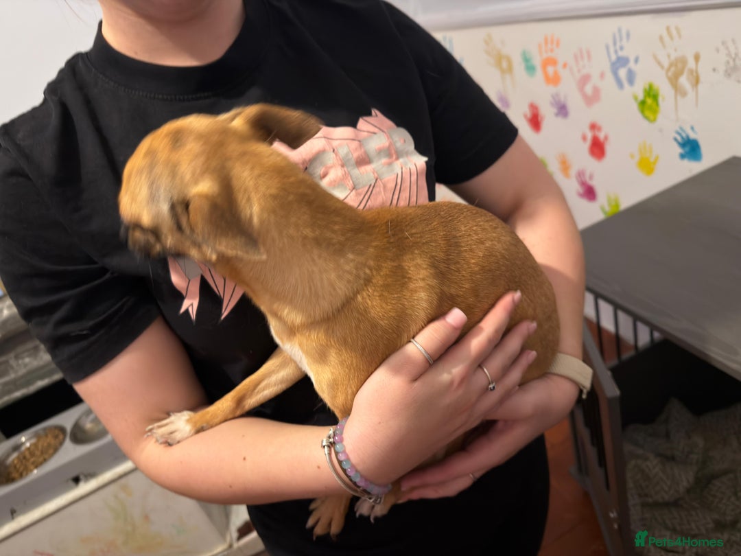 Mixed Breed dogs for sale: Males fenchie chihuahua x2 female chihuahua  - Image 14