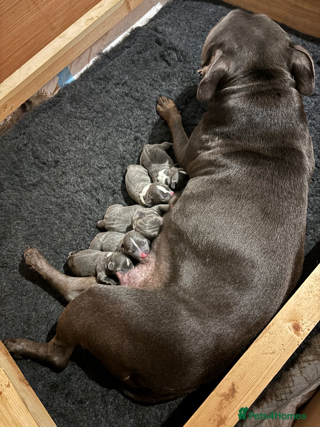 Staffordshire Bull Terrier dogs for sale: KC Blue and White Staffys - Image 3