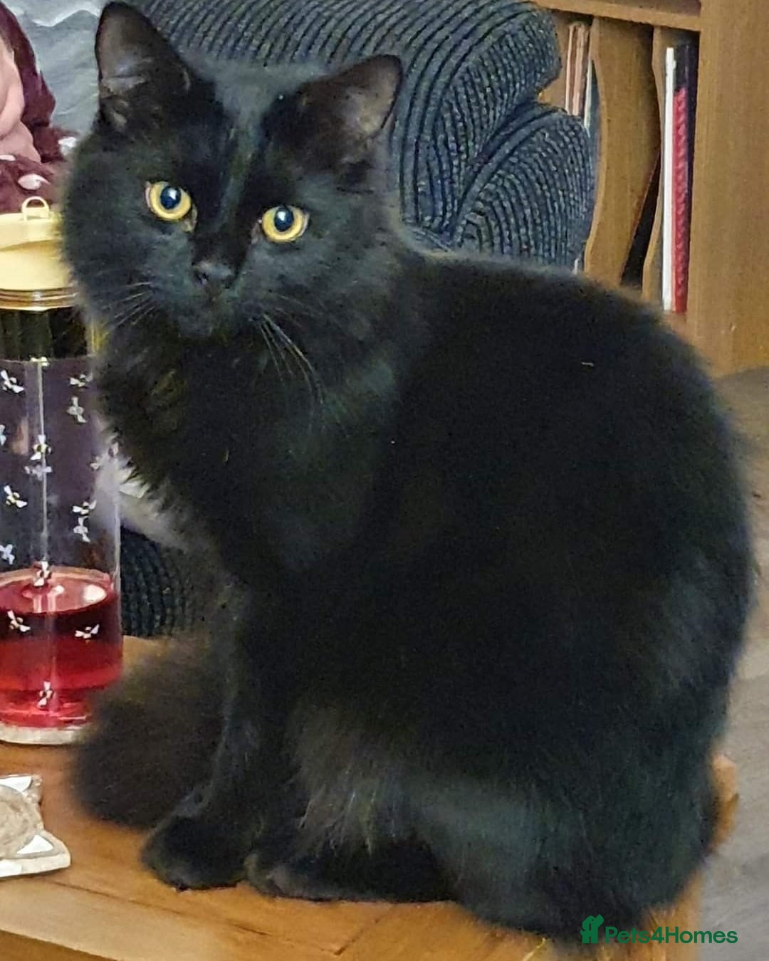 Mixed Breed cats for sale: 5 Year Old Cat For Rehome  - Advert 4