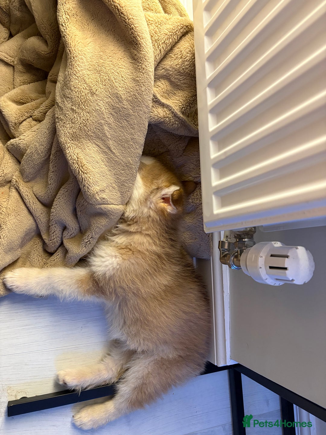 Mixed Breed dogs for sale: Dakota and Akila - Advert 8