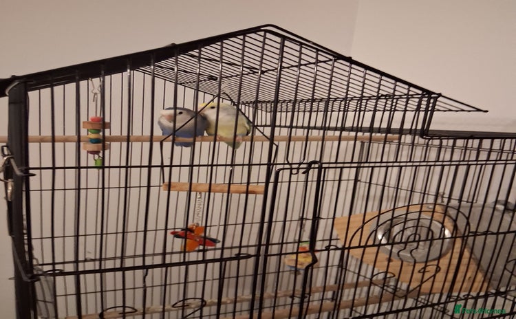 Lovebirds birds - Advert 7