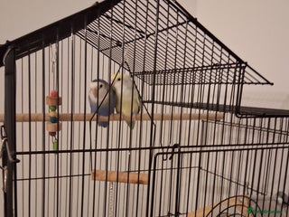 Lovebirds birds - Advert 31