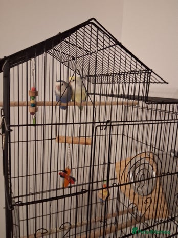 Lovebirds birds - Advert 7