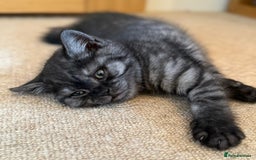 British Shorthair cats for sale: British short hair male kitten - Image 4
