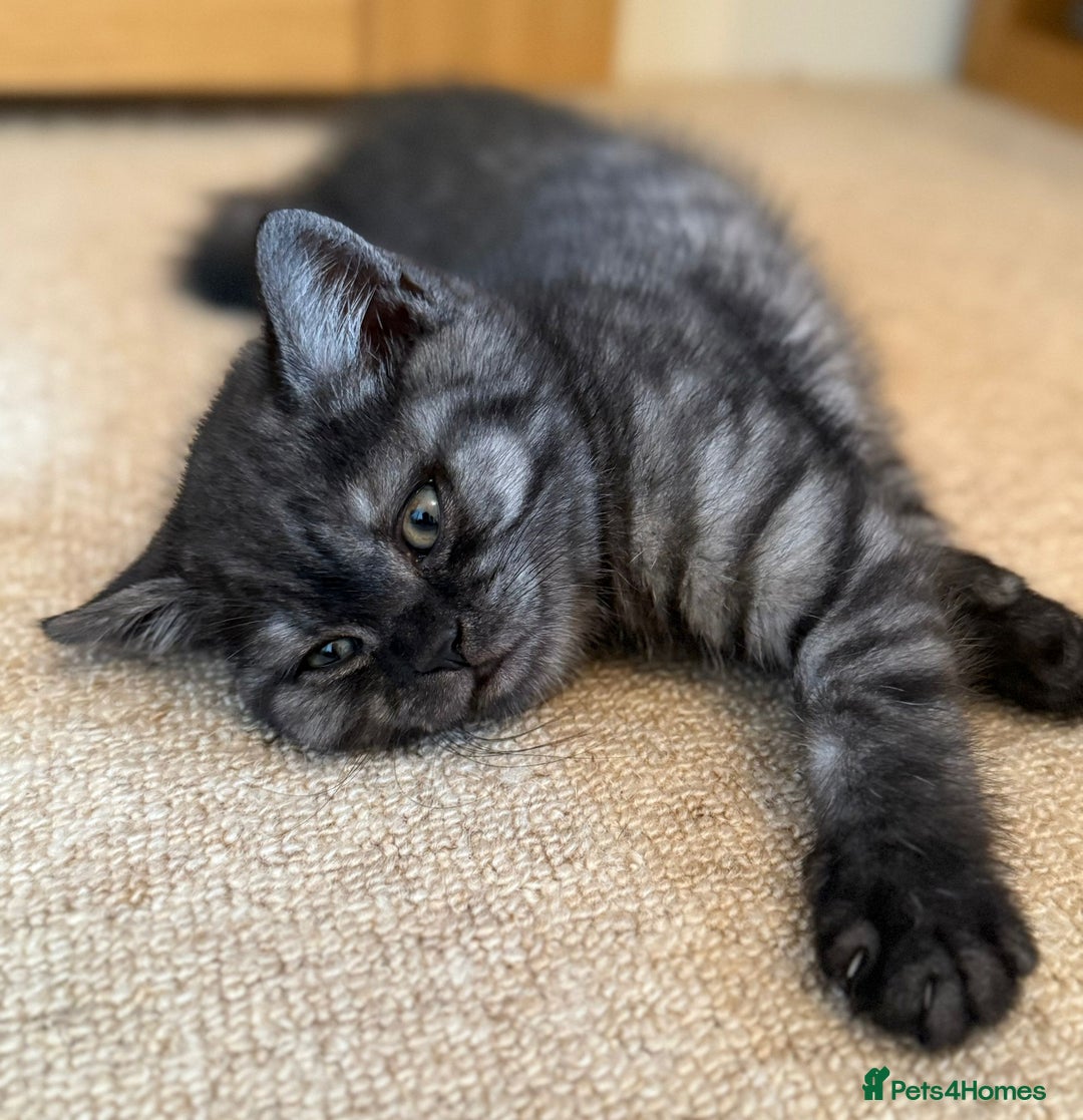 British Shorthair cats for sale: British short hair male kitten - Image 4