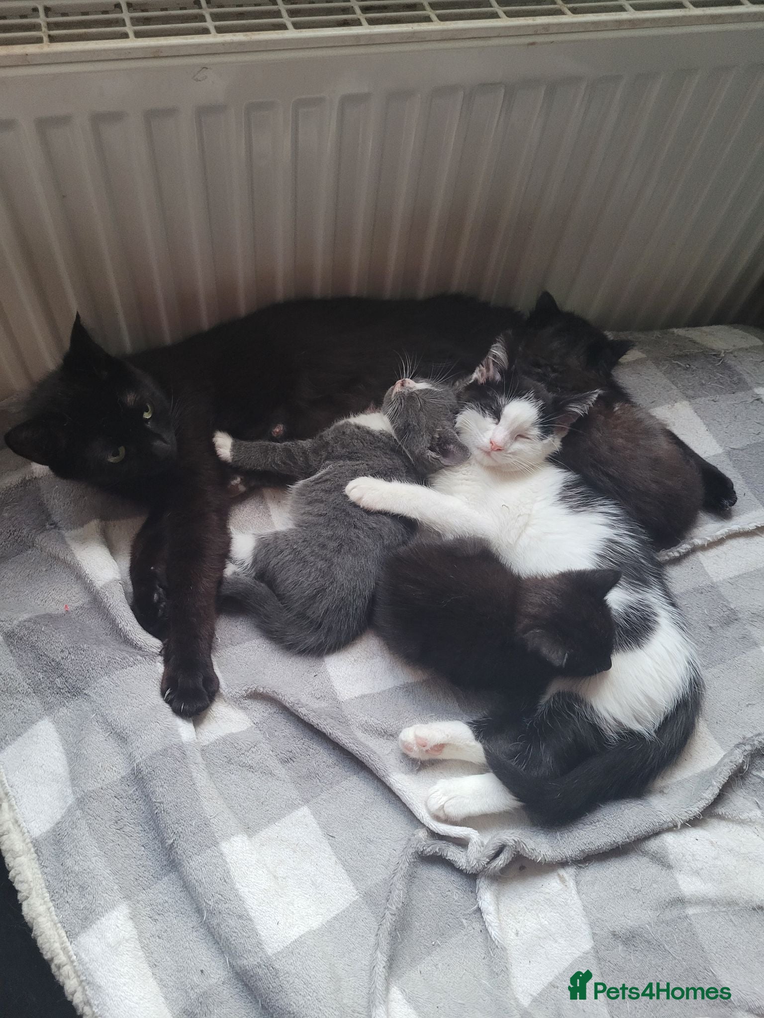 Russian Blue cats 2 male kittens available  - Advert 1