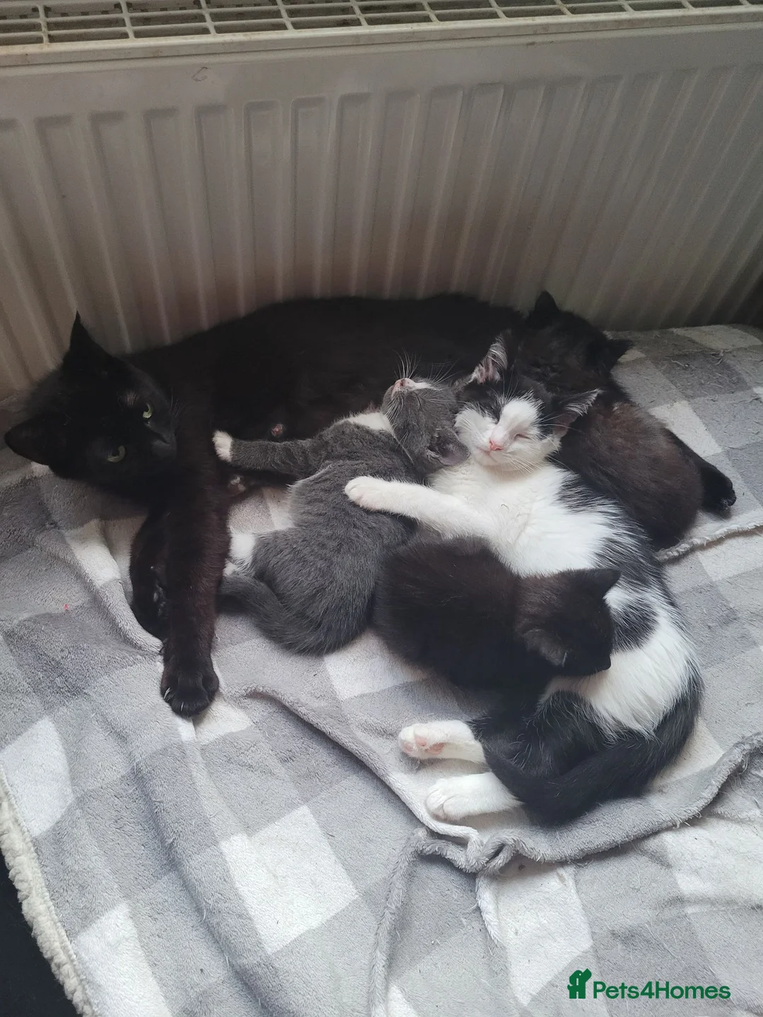 Russian Blue cats for sale: 2 male kittens available  - Advert 1