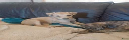 Mixed Breed dogs for sale: Deerhound Saluki x Bull Wheaton Beddy Grey - Advert 7