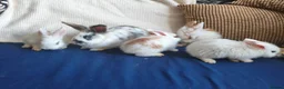Mixed Breed rabbits for sale: CUTE FRIENDLY BUNNIES READY FOR FOREVER HOMES - Advert 10