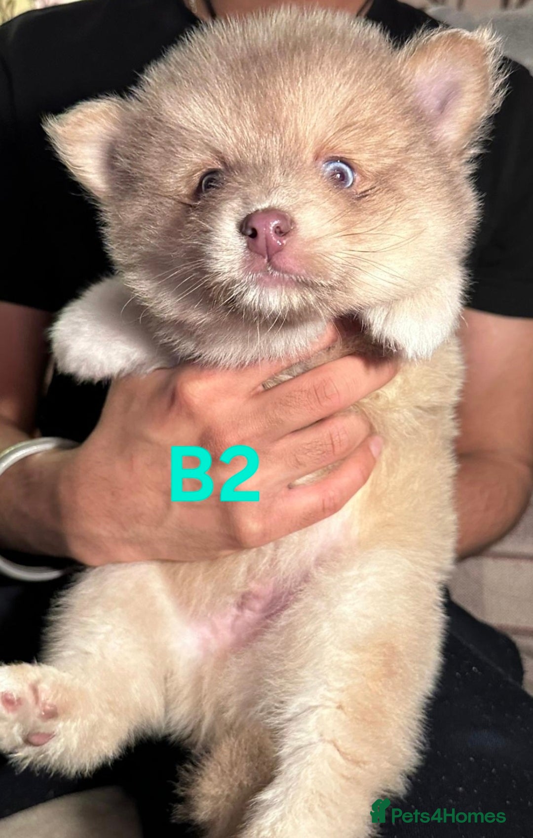 Pomsky dogs for sale: Blue Eyed F4 Toy Pomskies - Advert 11