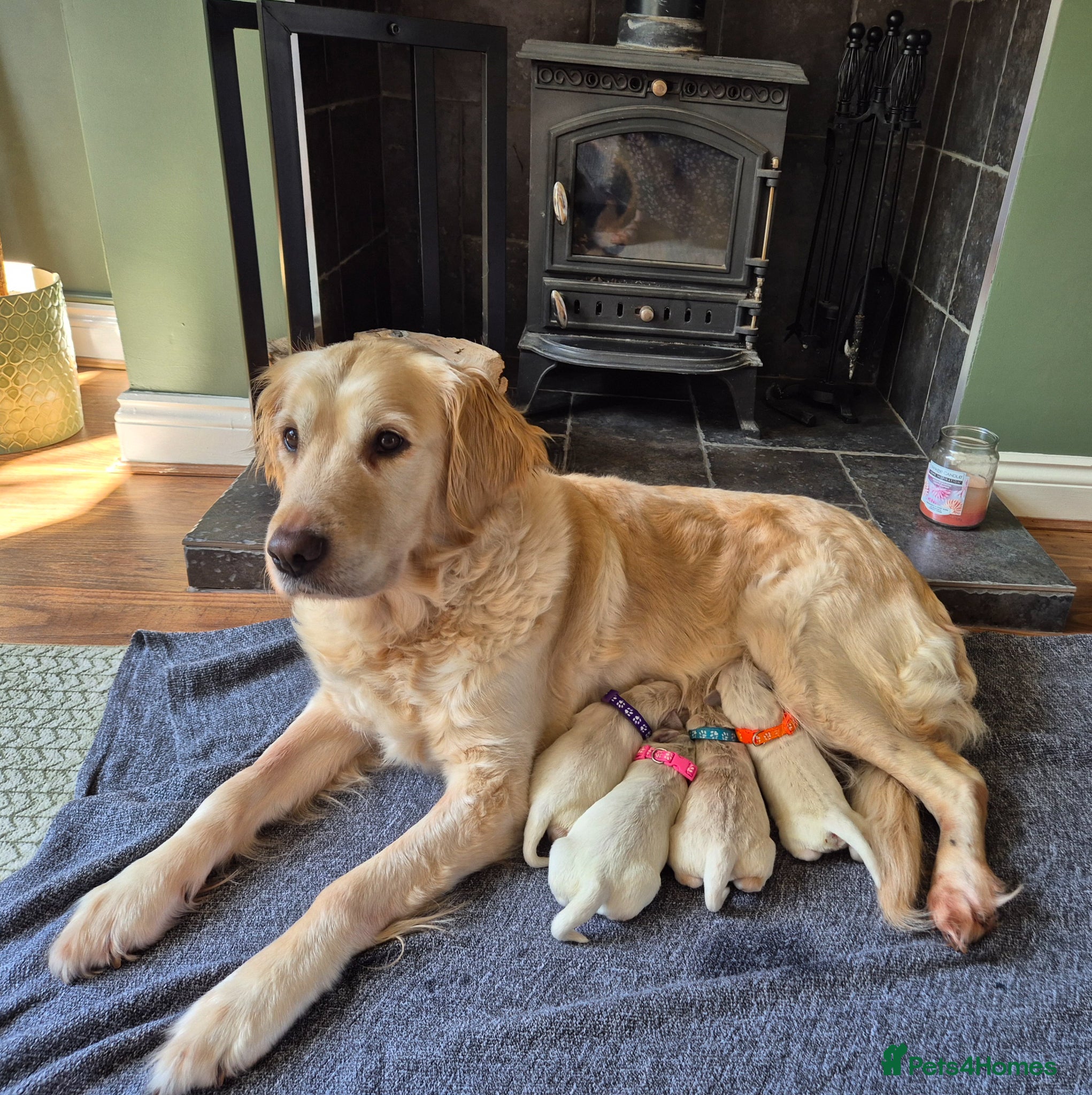 Golden Retriever dogs Exceptional Golden Retriever Puppies Born 06/04 - Advert 18