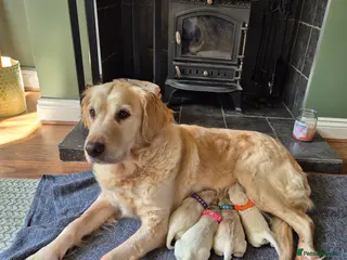 Golden Retriever dogs Exceptional Golden Retriever Puppies Born 06/04 - Advert 17