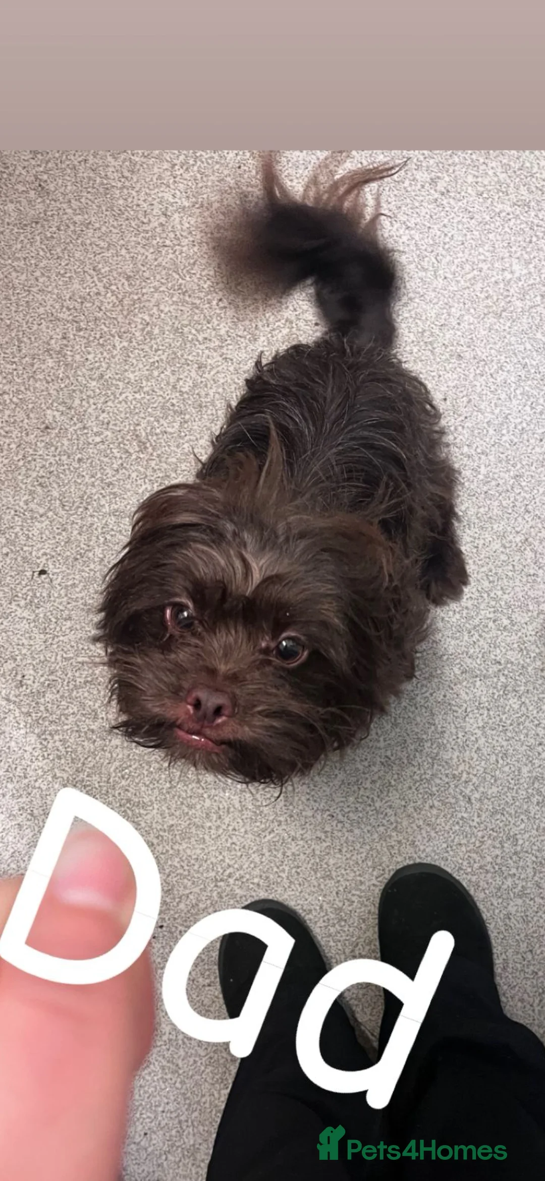 Mixed Breed dogs for sale: Shih Tzu / Jack Russell Hybrid Puppies - Advert 3