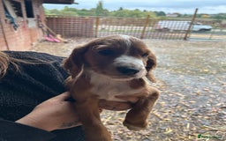 Cocker Spaniel dogs for sale: Beautiful cocker spaniel puppies❤️ - Image 2