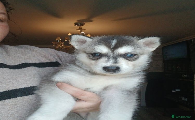Siberian Husky dogs - Advert 1