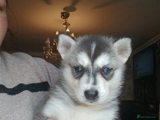 Siberian Husky dogs - Advert 19