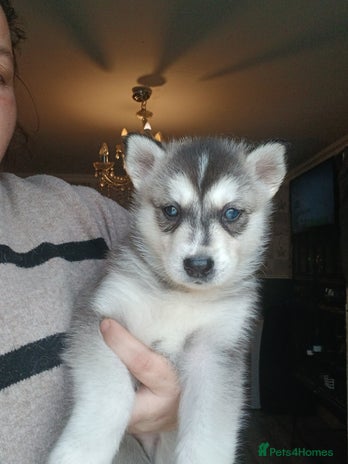 Siberian Husky dogs - Advert 1