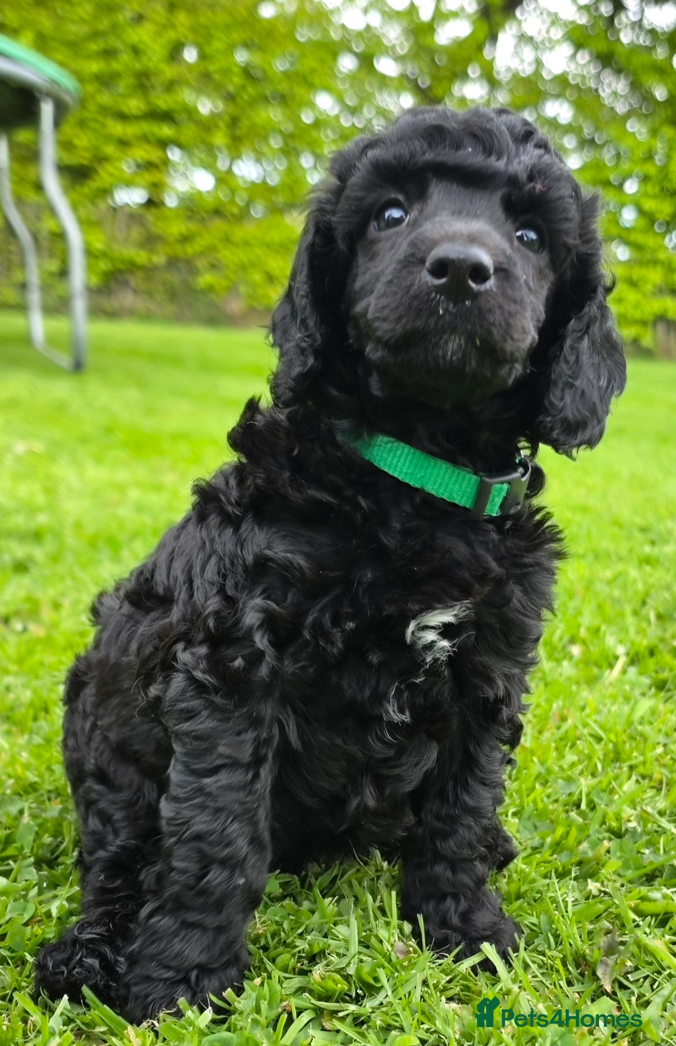 Poodle dogs for sale: Exceptional health tested Moyen Poodles  - Advert 10