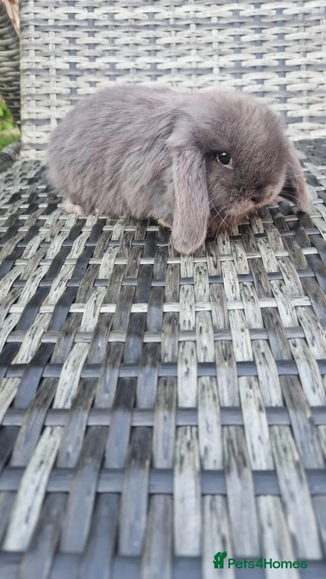 Mini Lop rabbits for sale: AVAILABLE Mini Lop Bunnies - Advert 2