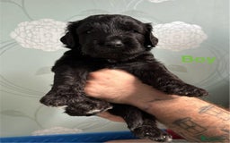 Saint Bernard dogs for sale: F1 St Berdoodle  - Image 22