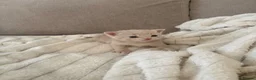Mixed Breed cats for sale: 2 beautiful kittens  - Advert 11