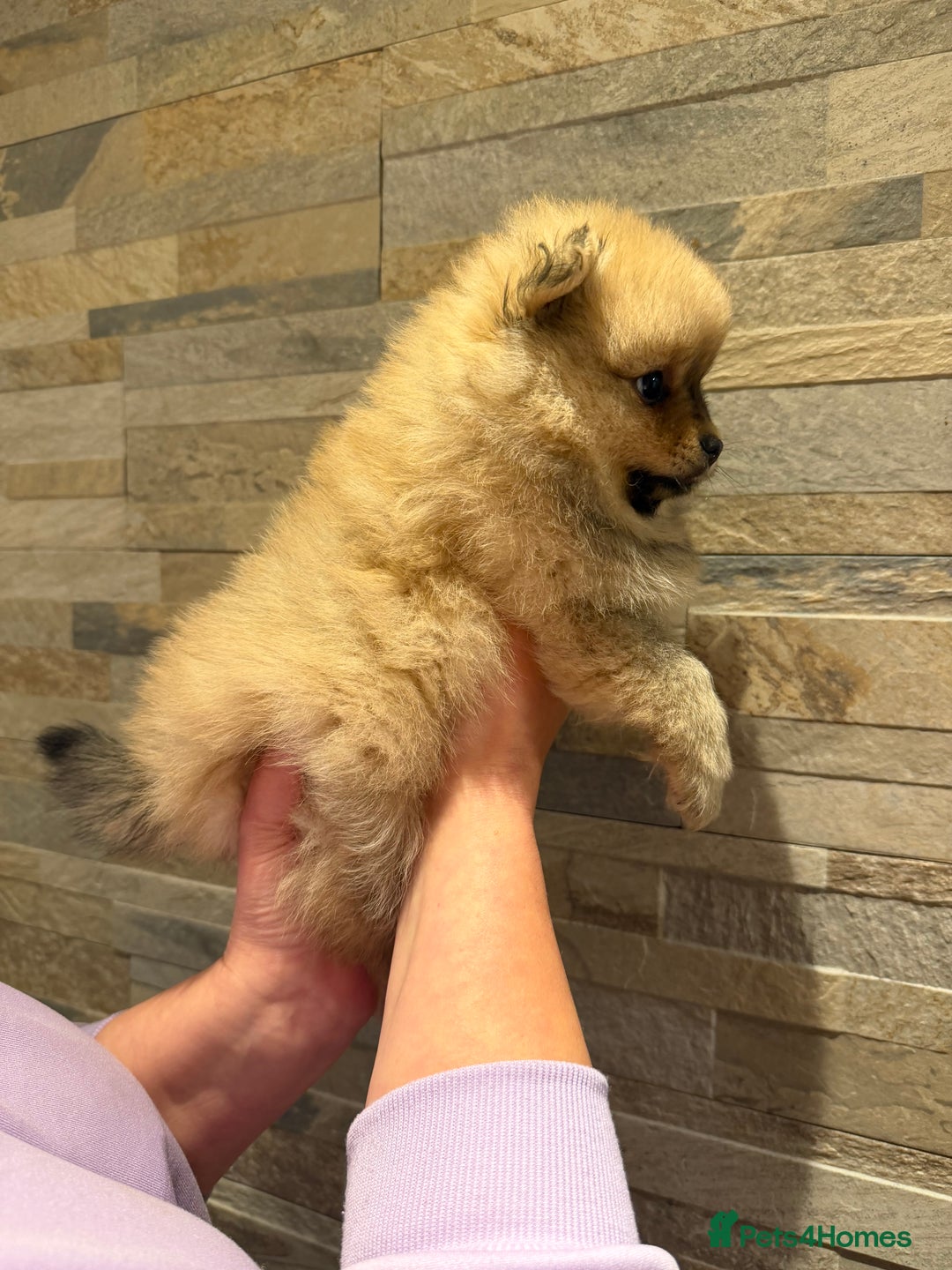 Pomeranian dogs for sale: Gorgeous Female Poms ☺️ - Advert 11