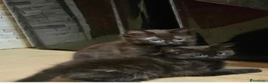 Siberian 1