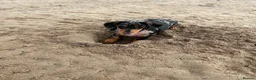 Miniature Dachshund dogs for sale: Female Miniature Dachshund (3 years old) - Advert 2