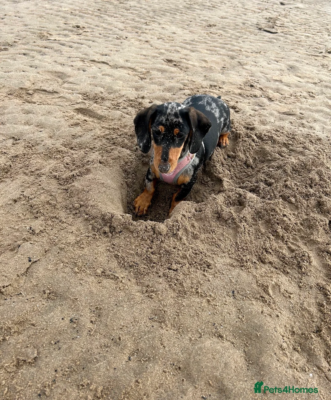 Miniature Dachshund dogs for sale: Female Miniature Dachshund (3 years old) - Advert 2