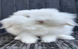 Mini Lion Lop rabbits for sale: Beautiful Teddywidder Boy - Image 2