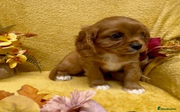 Cavalier King Charles Spaniel dogs for sale: 🐾Beautiful cavalier king Charles🐾  - Image 11