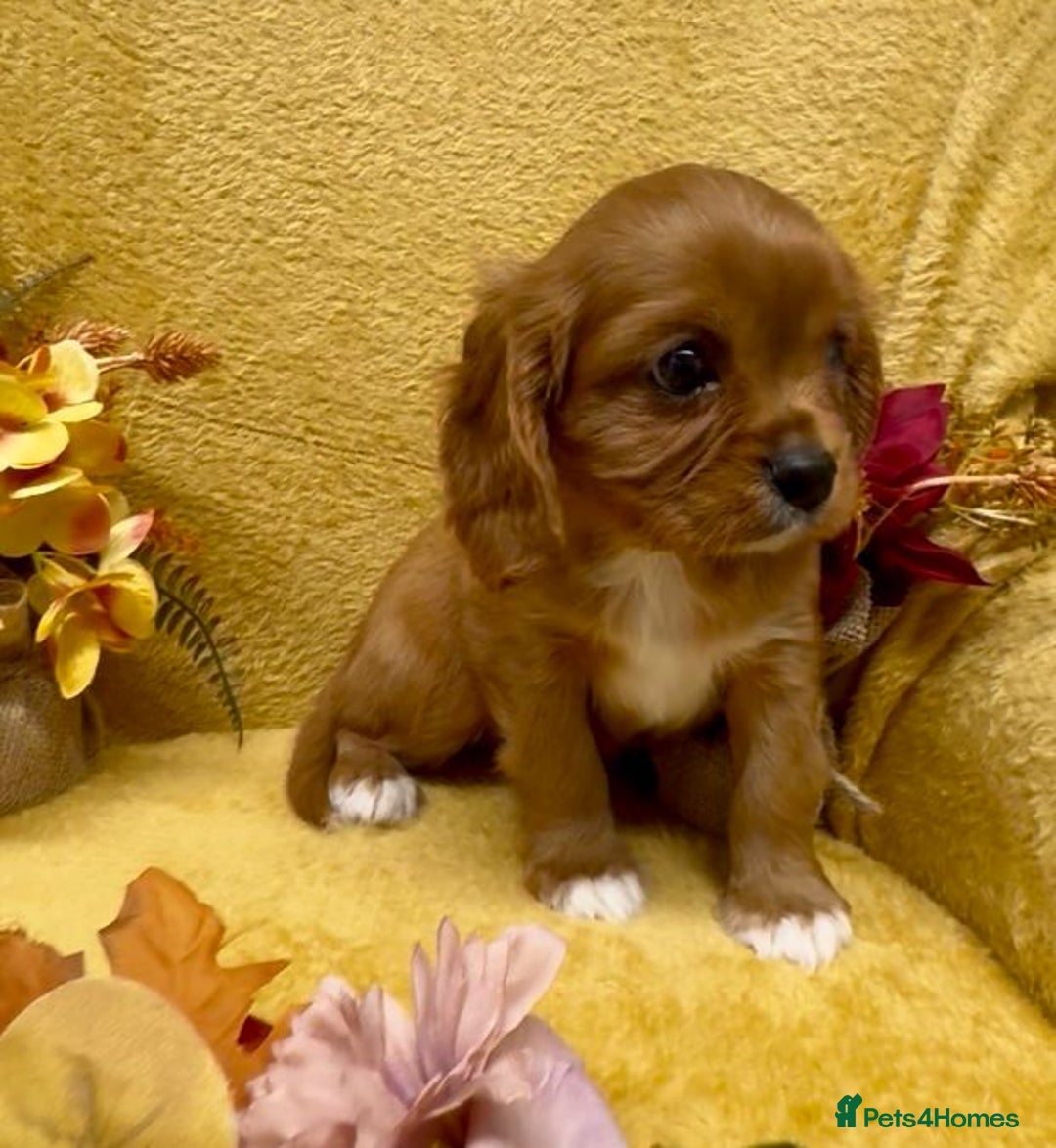 Cavalier King Charles Spaniel dogs for sale: 🐾Beautiful cavalier king Charles🐾  - Image 11