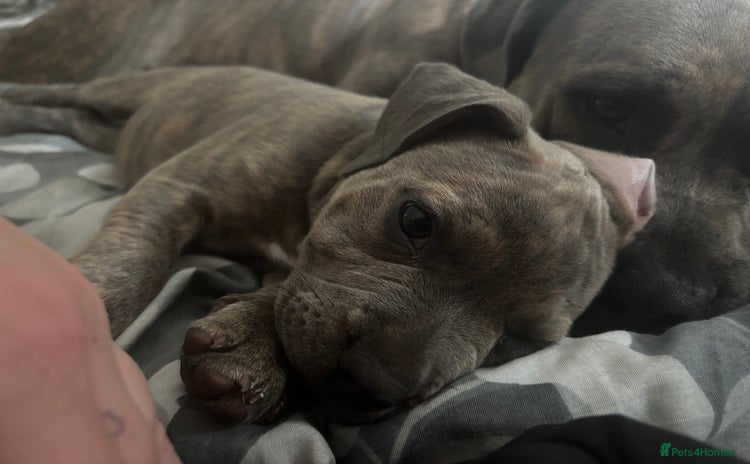 Mixed Breed dogs - Advert 4