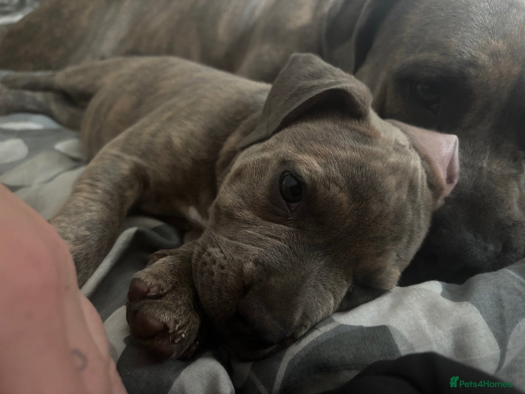 Mixed Breed dogs for sale: Mixed breed puppy - Image 1