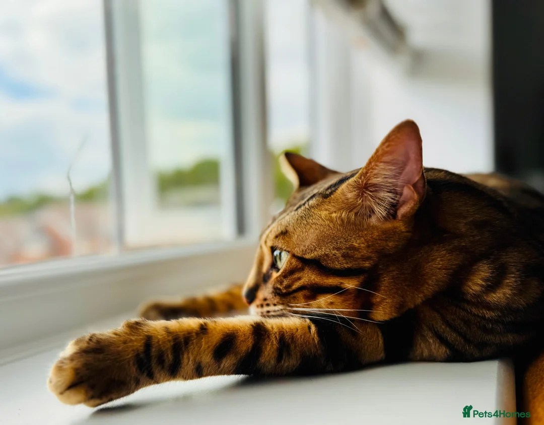 Bengal cats for sale: 💔 Loving home needed for our beautiful Coco 💔 - Advert 1