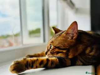 Bengal cats 💔 Loving home needed for our beautiful Coco 💔 - Advert 1