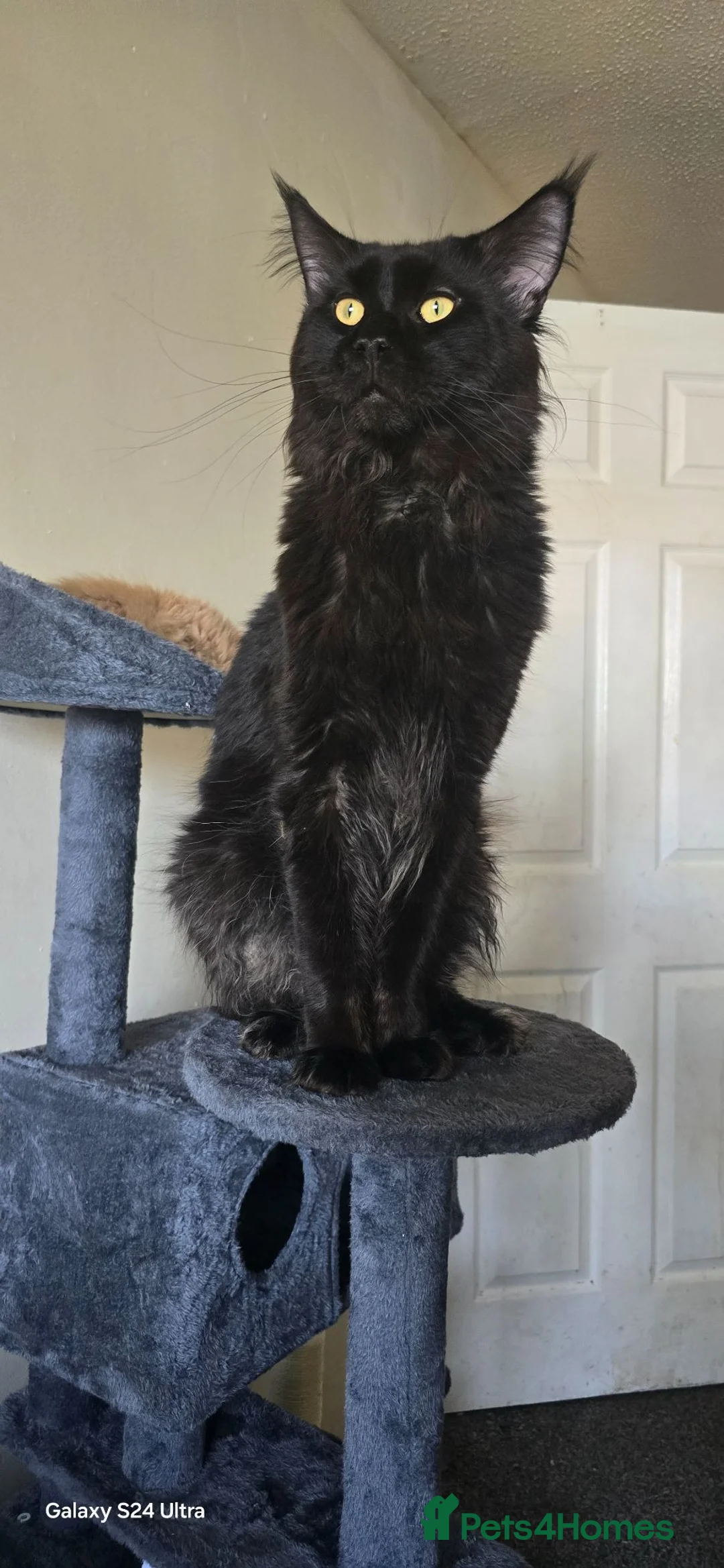 Maine Coon cats for sale: £800 2 boys remaining  - Advert 2
