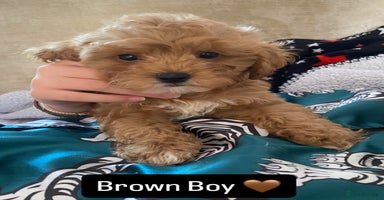 Mixed Breed dogs - Advert 7