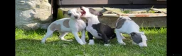 Whippet dogs for sale: Whippet puppy’s  in Beaworthy - Advert 8