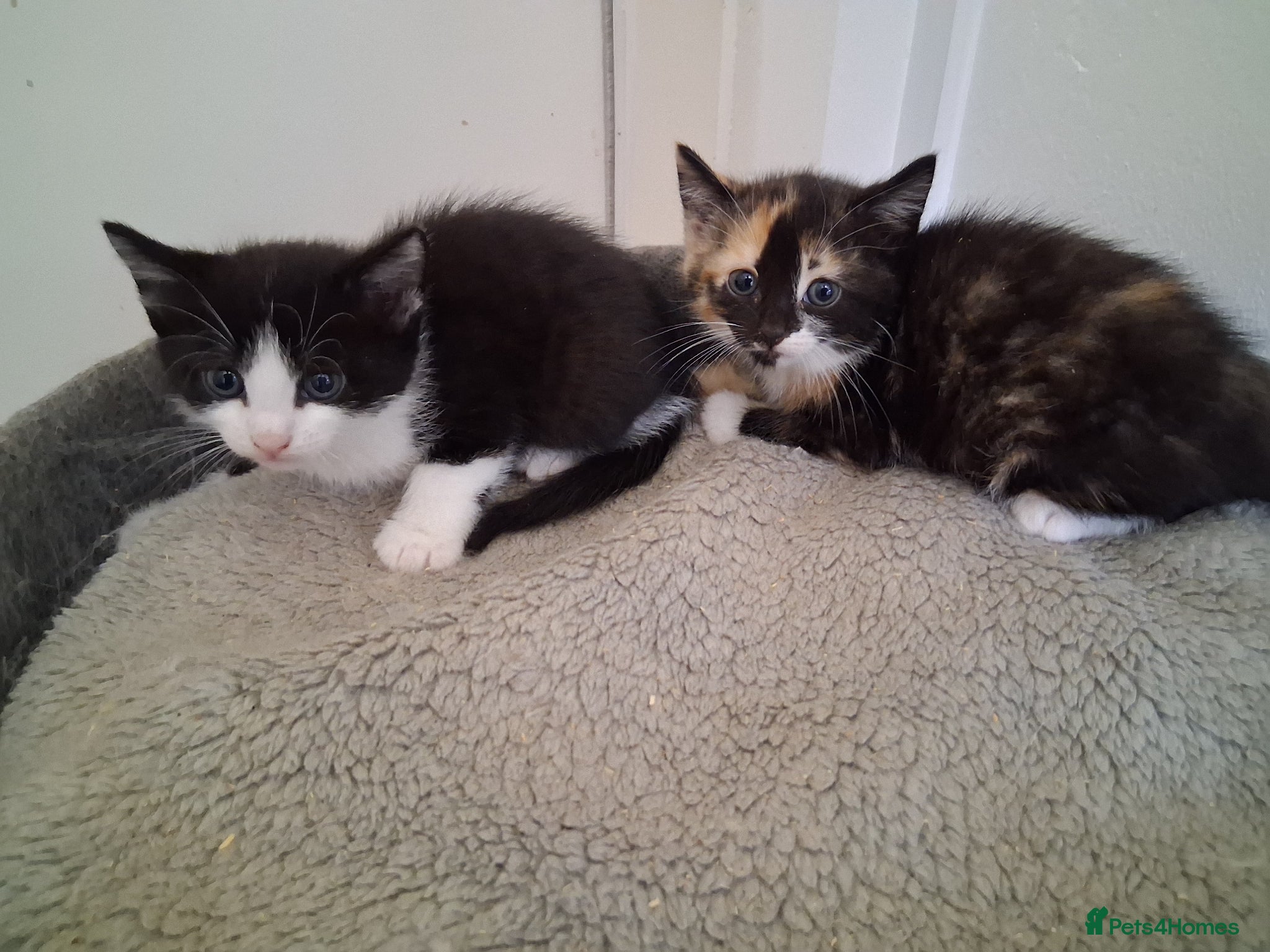 Domestic Shorthair cats 2 BEAUTIFUL KITTENS AND MUM AVAILABLE - Advert 3