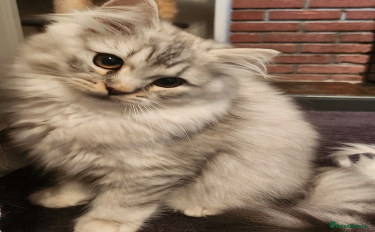 British Longhair cats - Advert 1