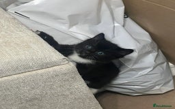 Mixed Breed cats for sale: 3 friendly kittens for sale - Image 21