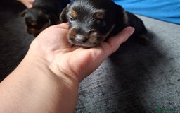 Mixed Breed dogs for sale: Two healthy Dorkies  - Image 6