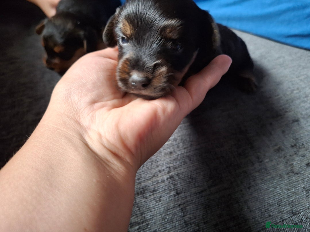 Mixed Breed dogs for sale: Two healthy Dorkies  - Image 6