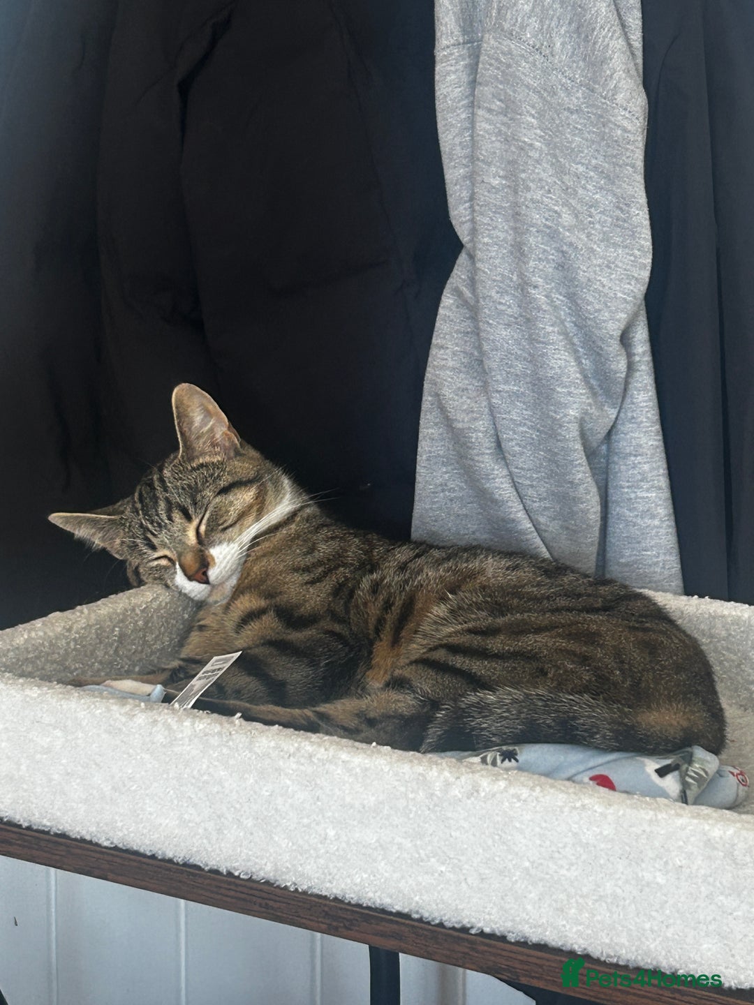 Bengal cats for sale: ****** for rehoming  - Image 8