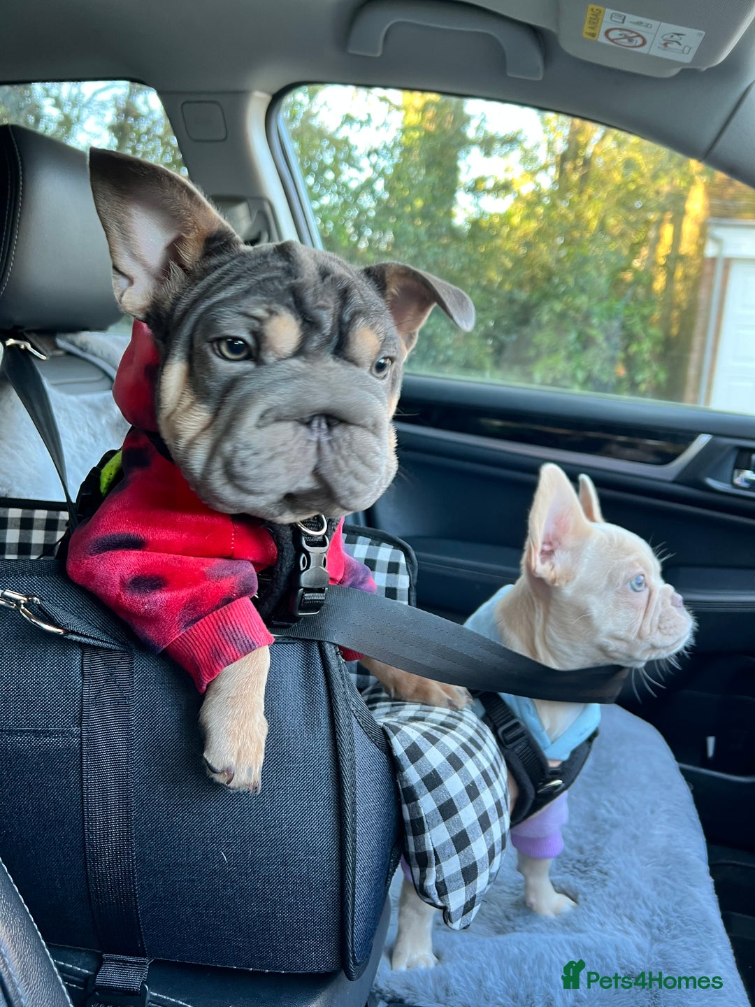 French Bulldog dogs for sale: Beautiful French Bulldog - Advert 2