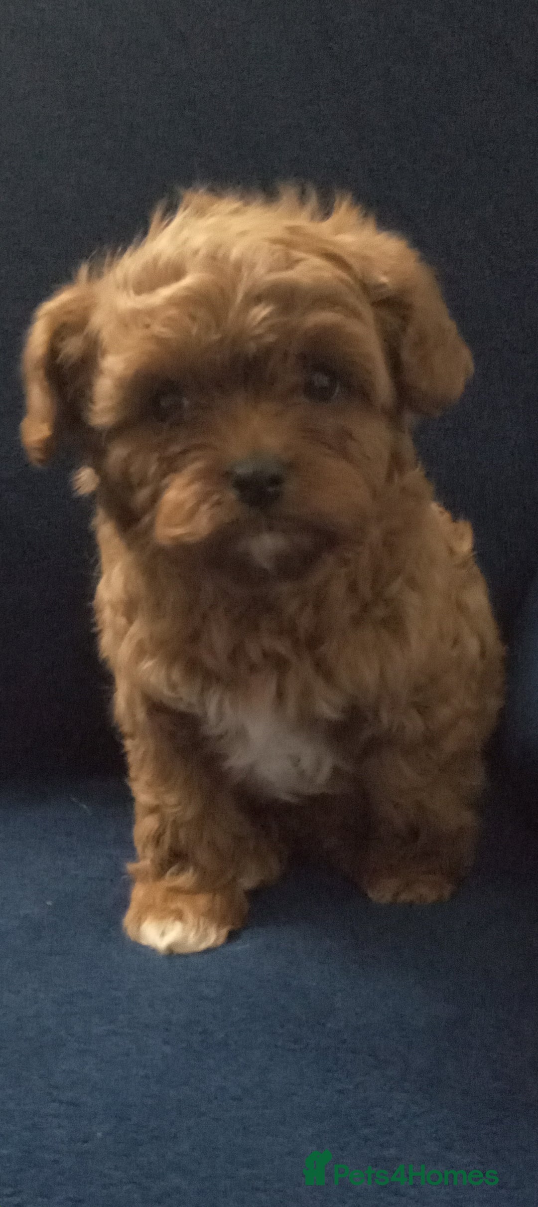 Cavapoo dogs for sale: Health tested cavapoo - Advert 4