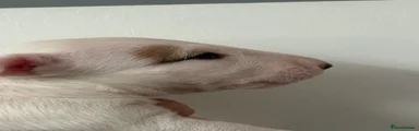Bull Terrier Puppy 4